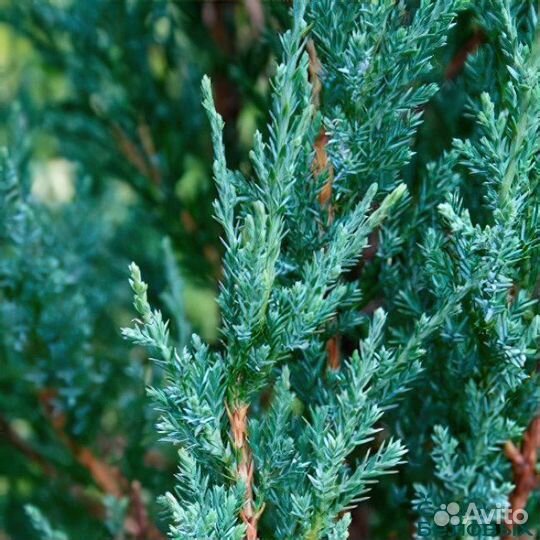 Можжевельник скальный блю эрроу