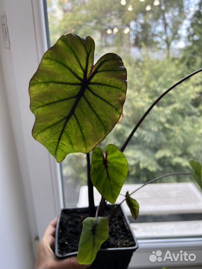 Маска фараона колоказия