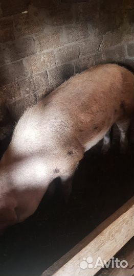 Хряк на племя