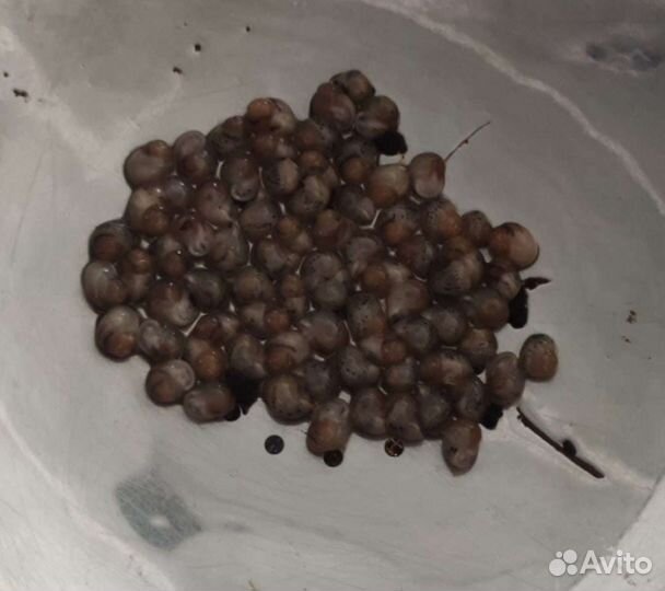 Улитки ахатины