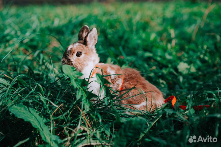 Декоративные кролики