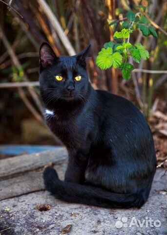Черный котик 10 мес бесплатно объявление продам