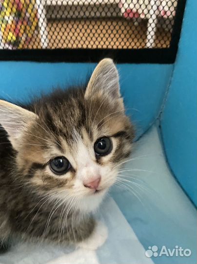 Котёнок девочка