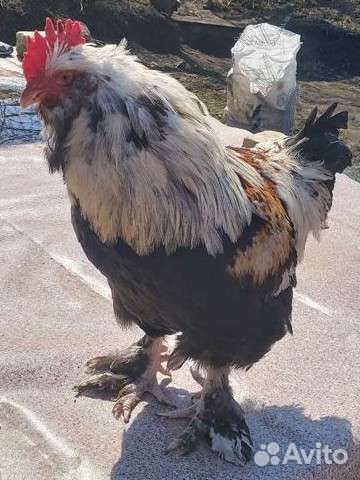 Петух фавероль