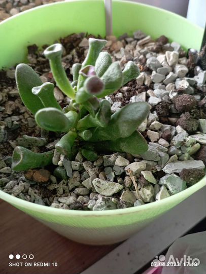 Редкие суккуленты