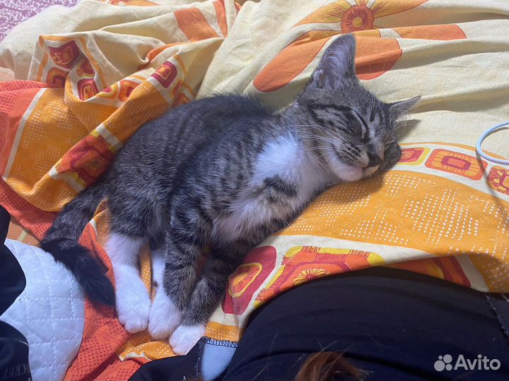 Отдам в добрые руки
