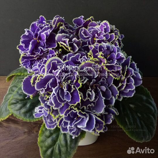 Сортовые фиалки, отправляю почтой