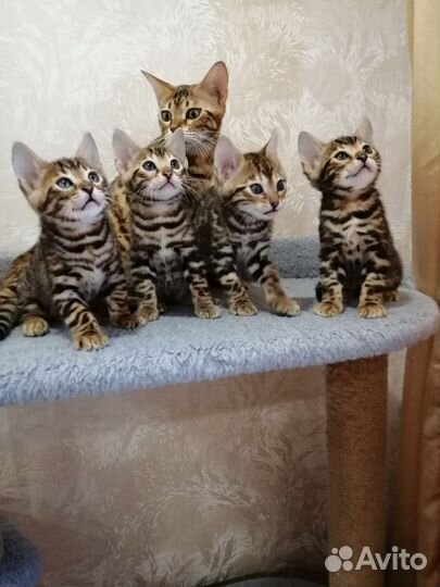 Бенгальская