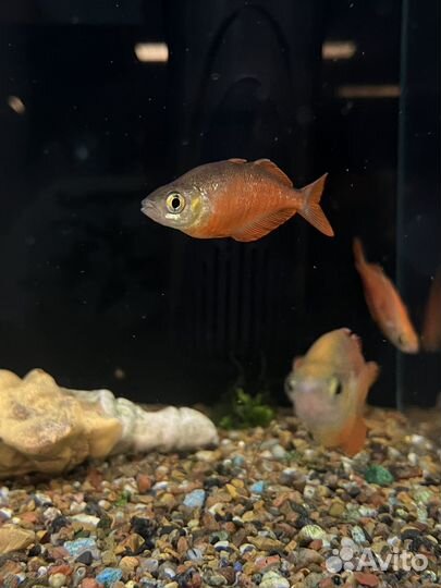 Глассолепис красный