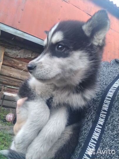 Щенки сибирской хаски