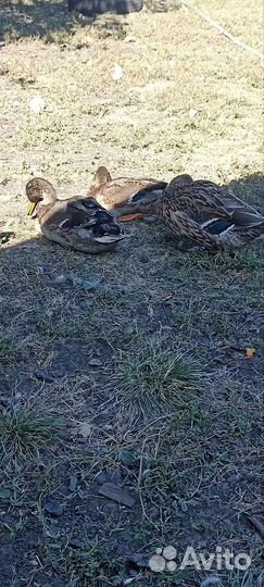 Утка кряква подсадная для охоты