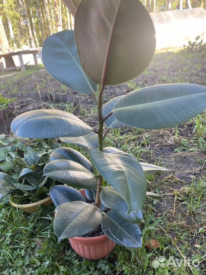 Замиокулькас