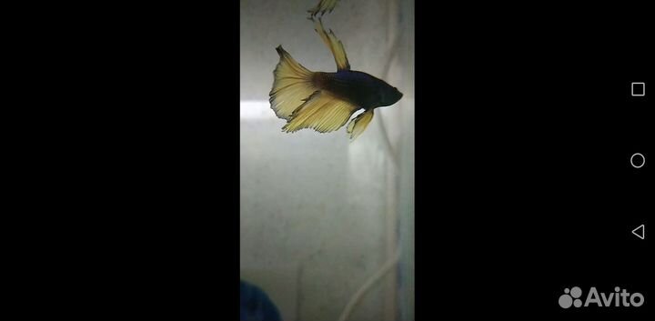 Рыбка петушок самец