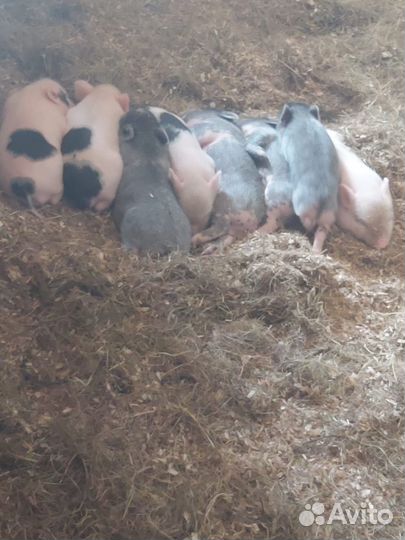 Вьетнамские поросята д. р 05.09.23