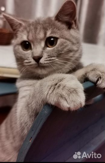 Кошка в дар