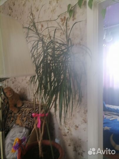 Пальма драцена