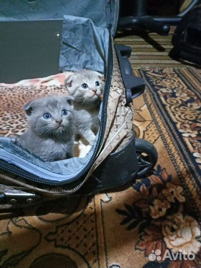Шотландские котята