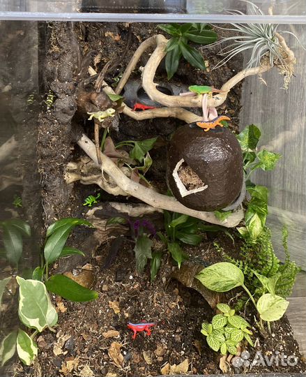 Террариум, флорариум тропический, полюдариум