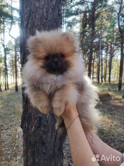 Щенки шпица
