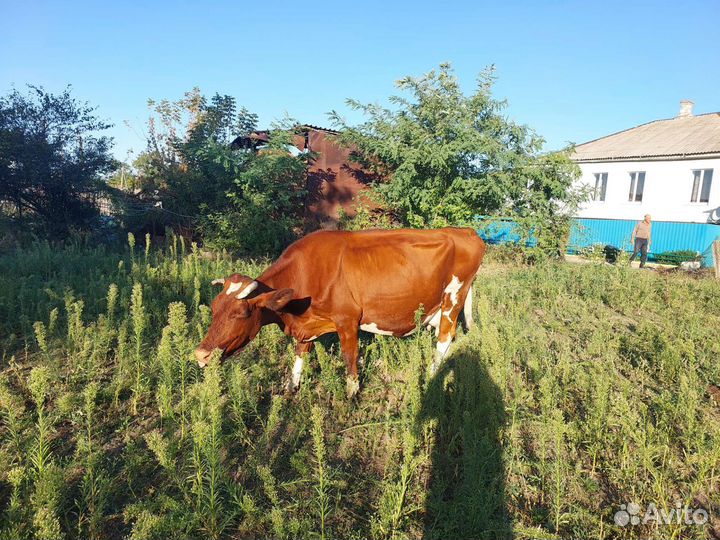 Корова стельная дойная