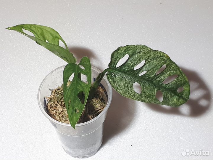Монстера индо минт