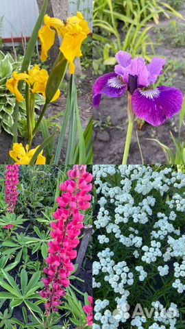 Многолетние цветы для сада купить в Ульяновске | Товары для дома и дачи ...