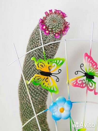 Большой кактус Mammillaria spinosissima