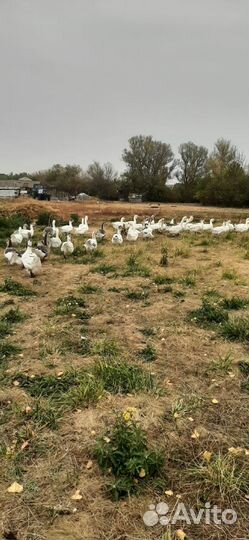 Гуси на племя