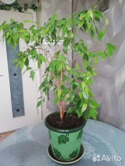 Фикус бенджамина