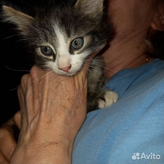Котенок в добрые руки