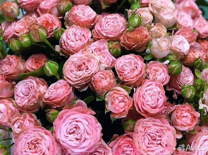 Пионовидные кустовые розы оптом со склада