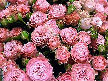 Пионовидные кустовые розы оптом со склада