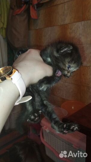Котята