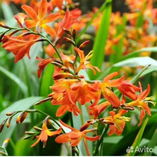 Хосты ,монтбреция (крокосмия)пионы,и другие