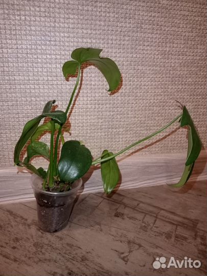 Филодендрон