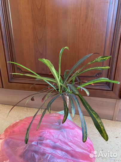 Кротон норма