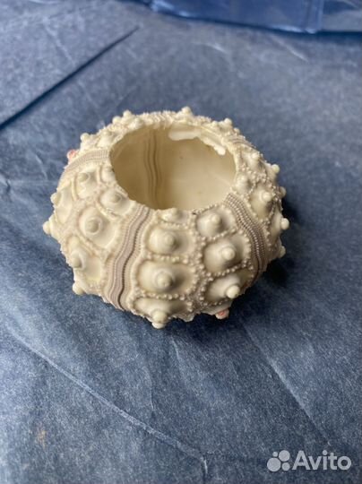 Ракушки морской еж