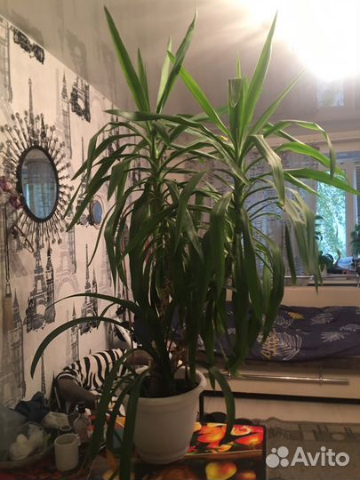 Пальма юкка