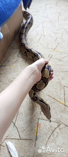 Императорский удав