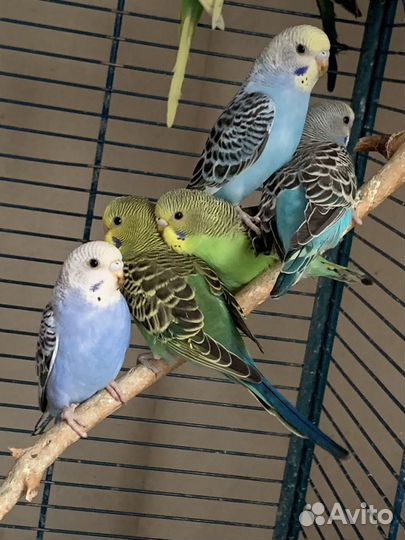 Птенцы волнистого попугая
