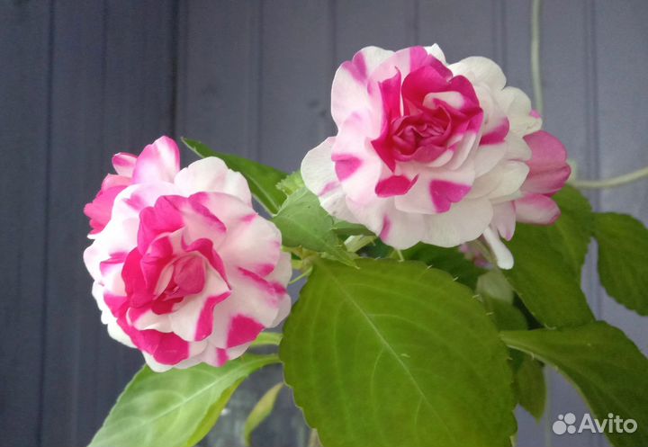 Бальзамины, фуксии