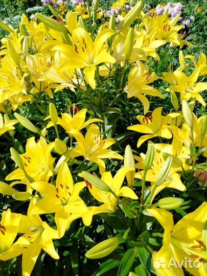 Высокие голландские лилии