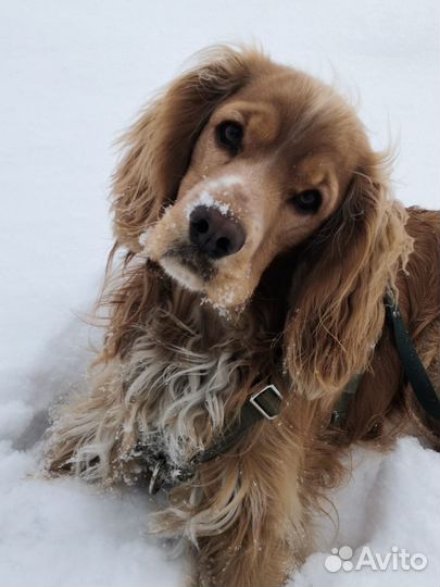 Спаниель вязка