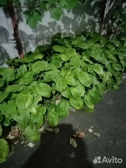 Хоста белая