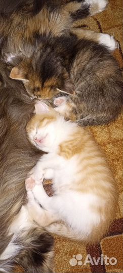 Котята в добрые руки бесплатно