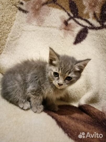 Кошечка в добрые руки