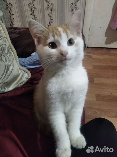 Котик 5 месяцев