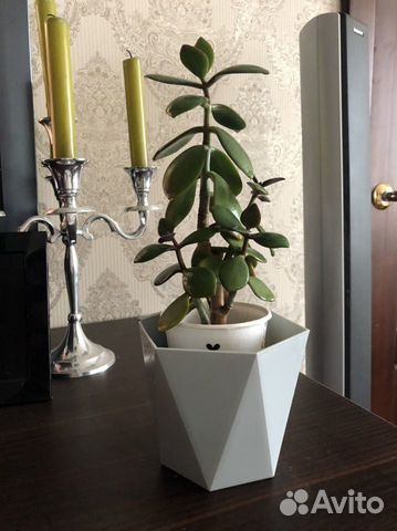 Денежное дерево толстянка купить в Челябинске | Товары для дома и дачи ...