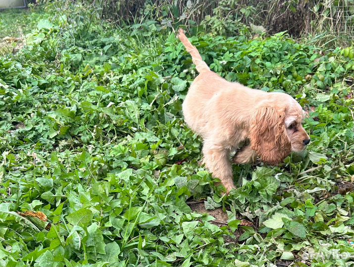 Американский кокер спаниель-девочка