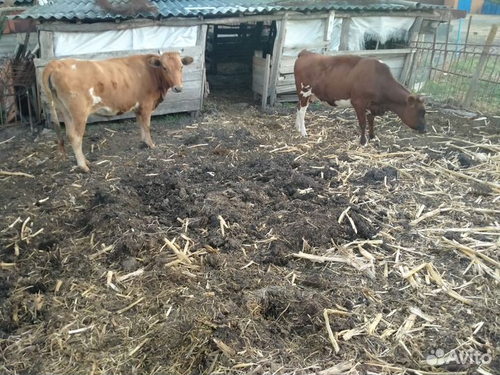 Телки стельные